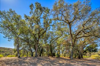 13200 ARNOLD DRIVE GLEN ELLEN CA native trees