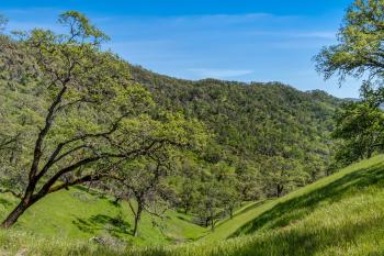95 Longhorn Ridge Road Image #43