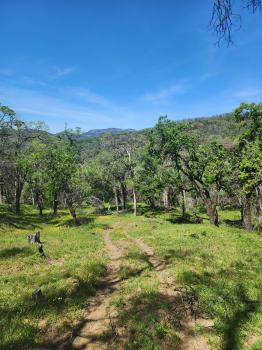 Lot 8 Longhorn Ridge Road Image #8