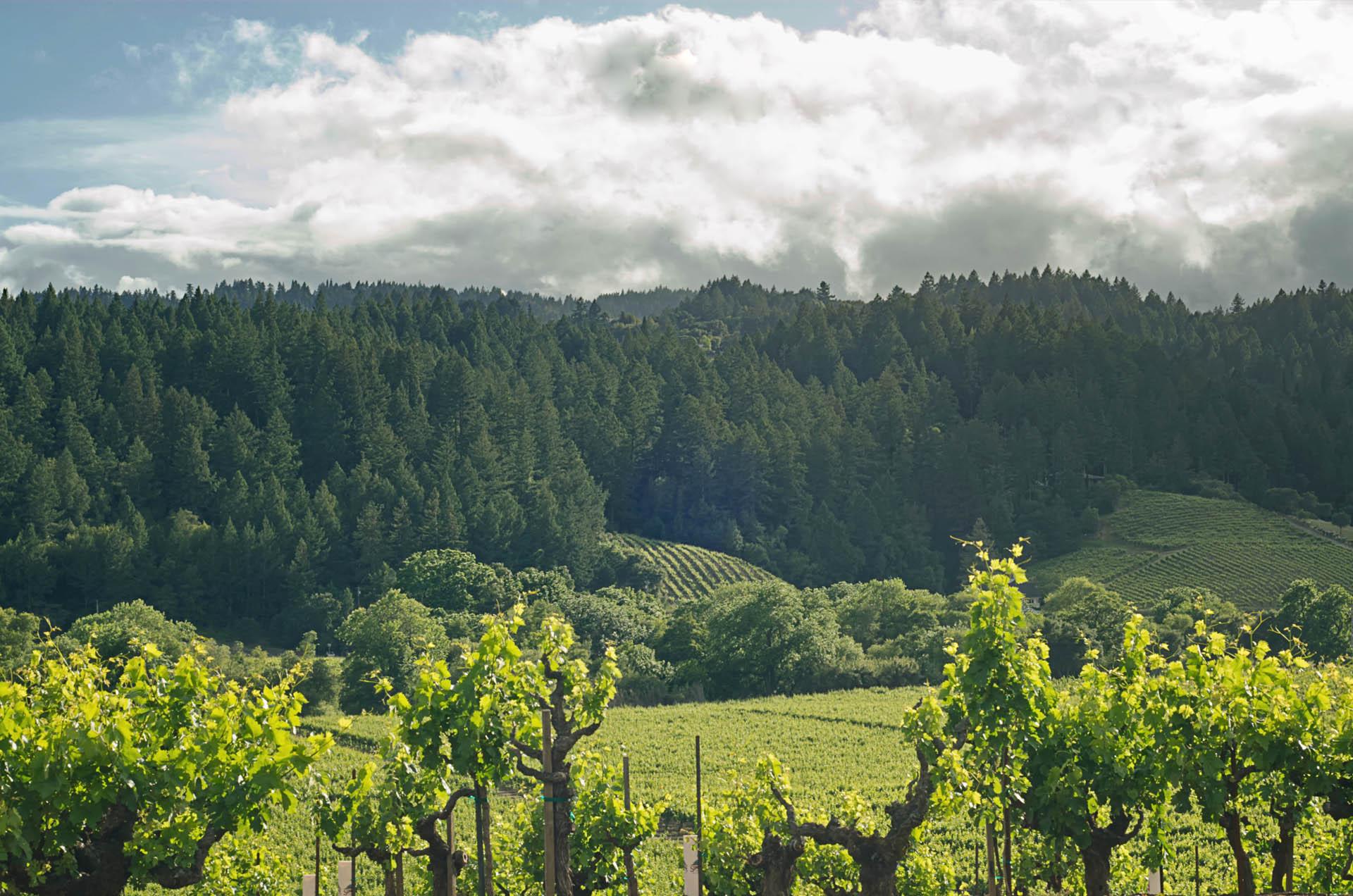 Living In Wine Country - Healdsburg