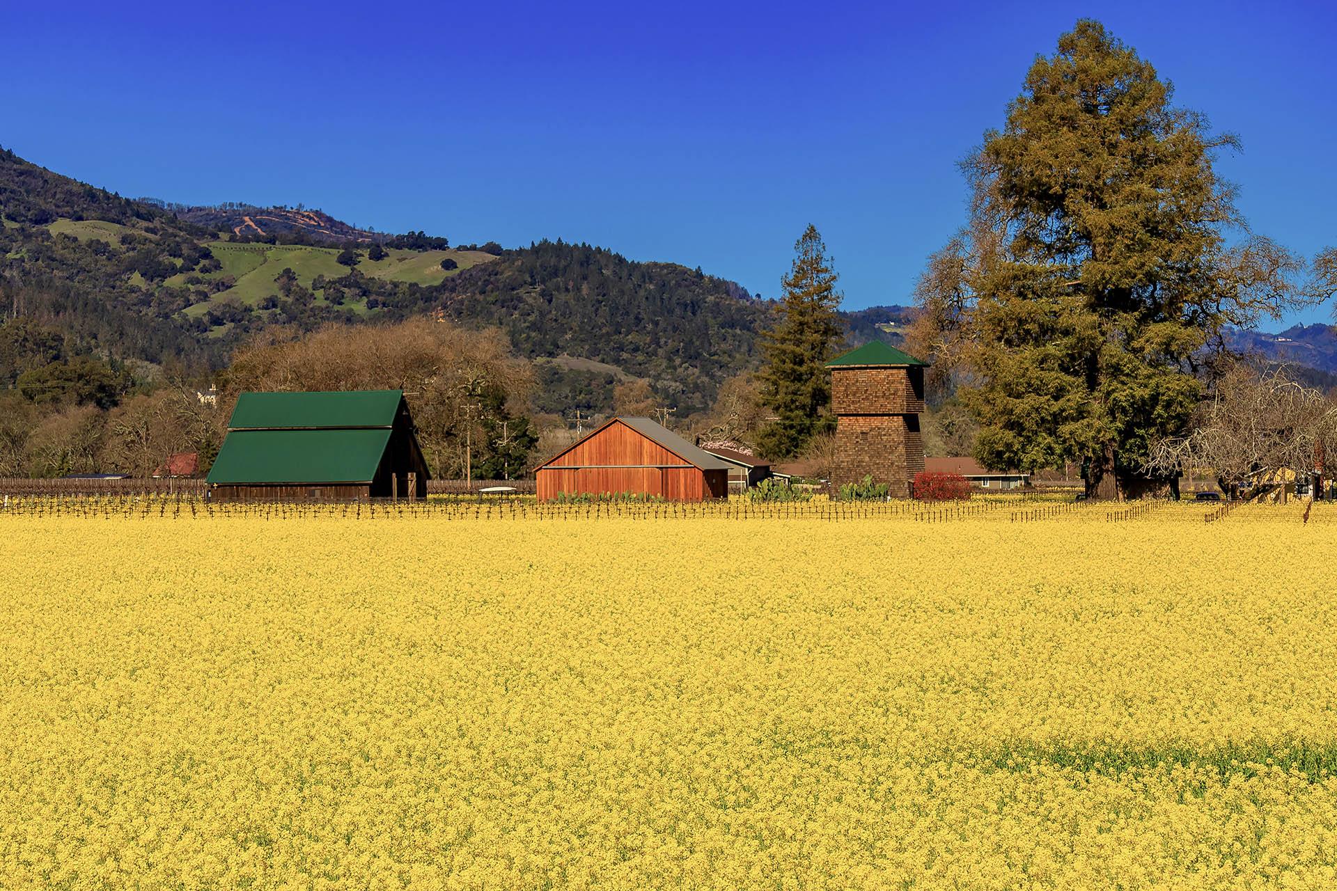 Living In Wine Country - Yountville