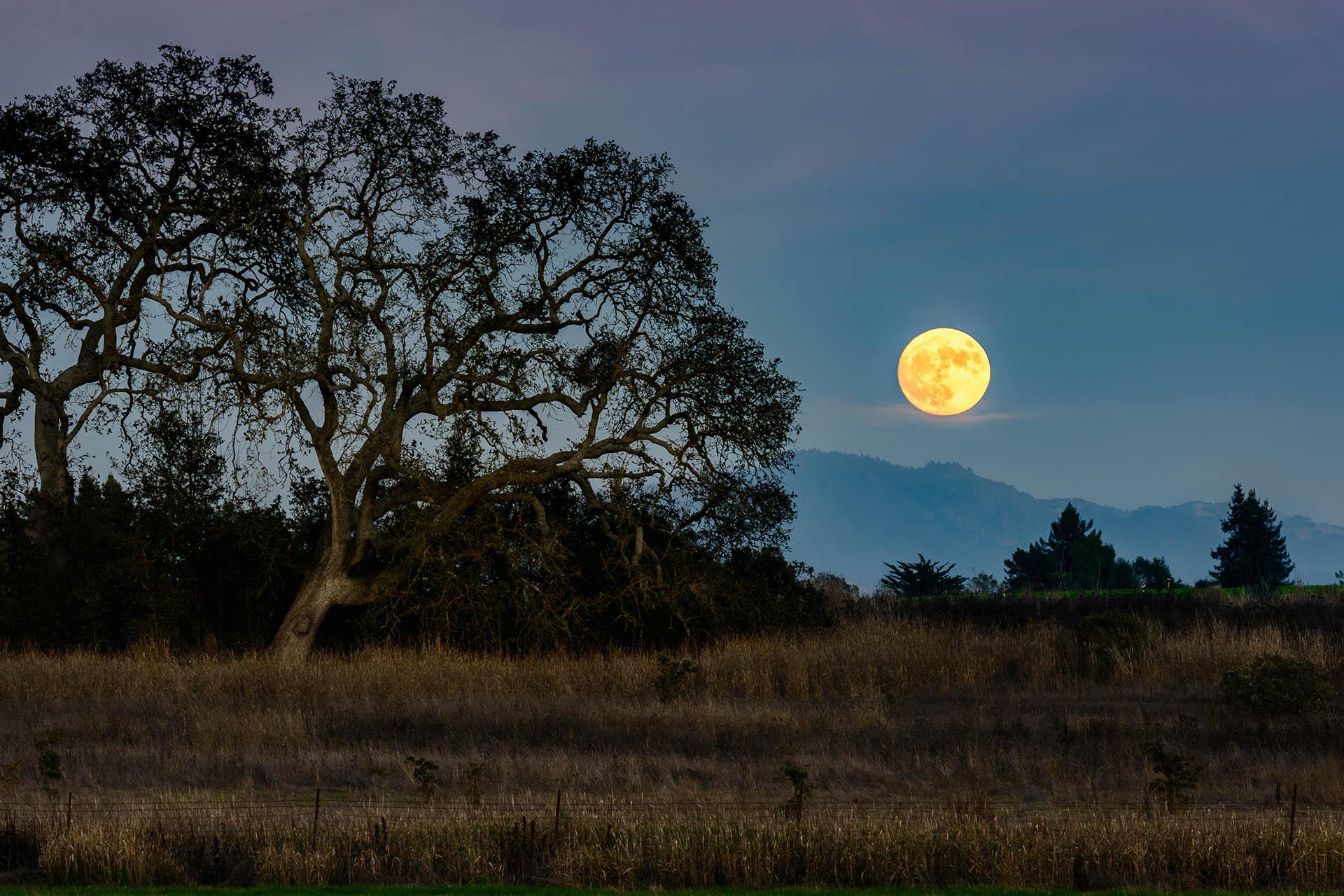 Living In Wine Country - Sebastopol