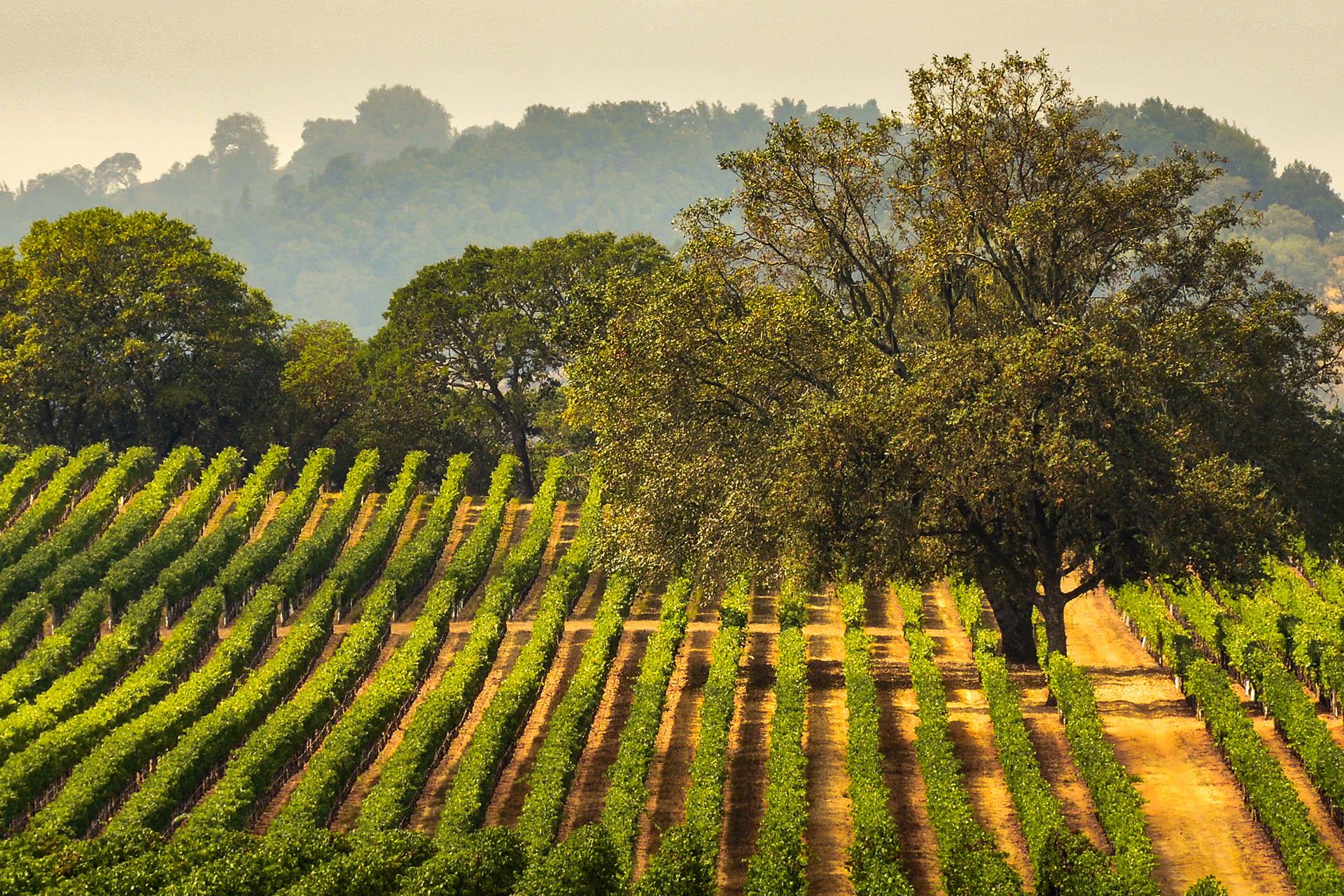 Sonoma Valley Vineyards Sonoma Valley Vineyards