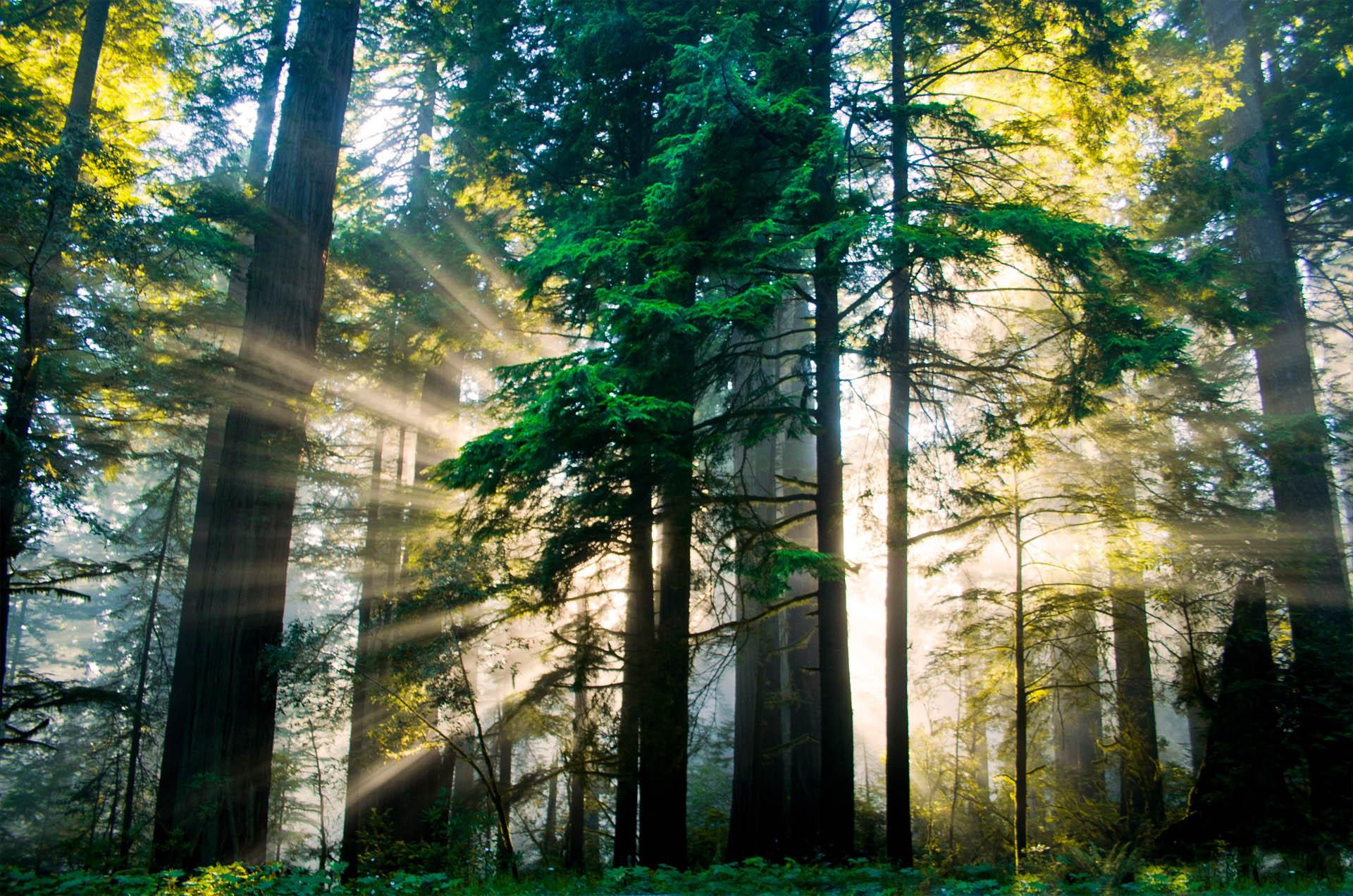 Occidental trees Occidental trees